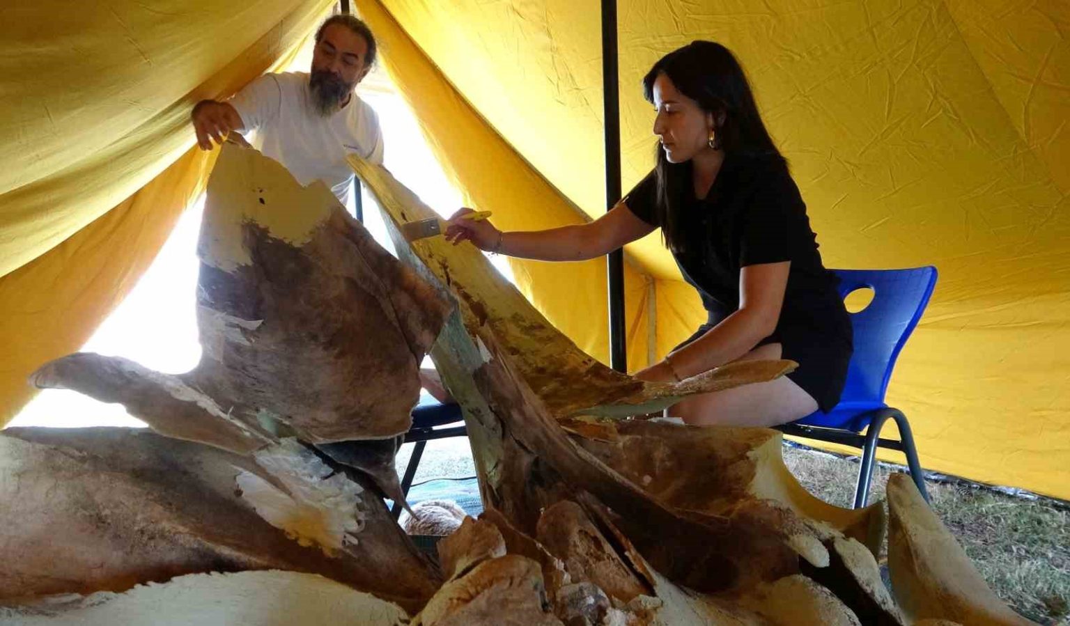 heyecanlandiran-kesifte-16-metrelik-balinanin-kemikleri-birlestirilmeye-baslandi