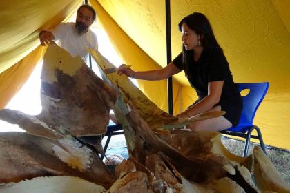 heyecanlandiran-kesifte-16-metrelik-balinanin-kemikleri-birlestirilmeye-baslandi