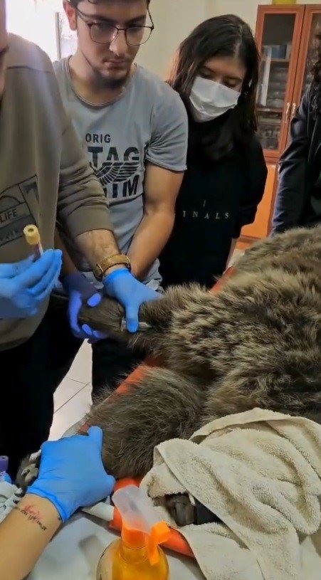 karsta-yarali-bozayinin-tedavisi-yapiliyor