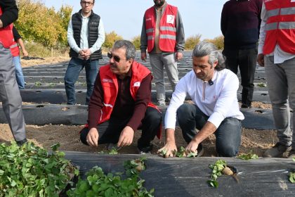 malatyada-cilek-yetistiriciliginde-hibe-destekli-proje-basladi