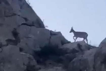 malatyada-yaban-kecileri-goruntulendi