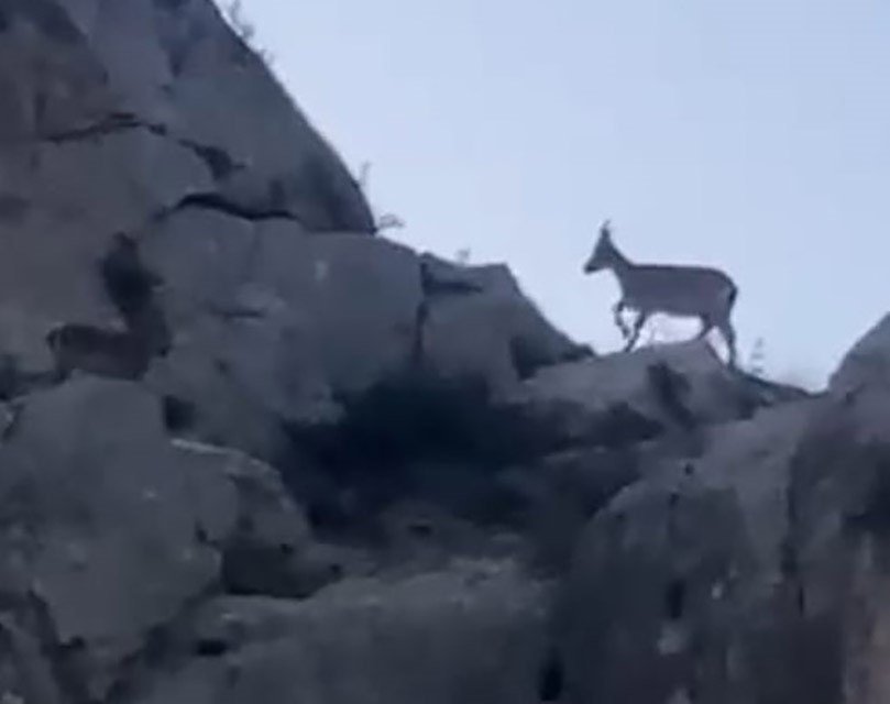 malatyada-yaban-kecileri-goruntulendi