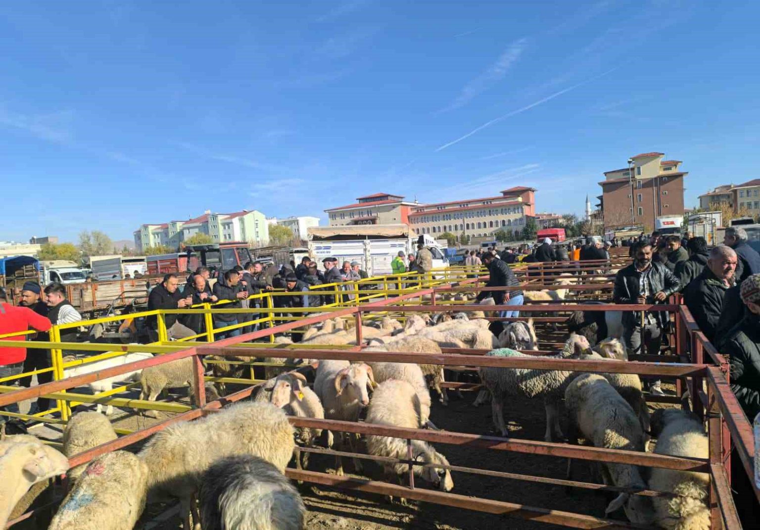 uzun-suredir-kapali-olan-canli-hayvan-pazari-acildi