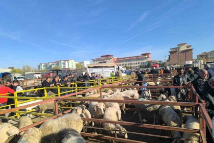 uzun-suredir-kapali-olan-canli-hayvan-pazari-acildi