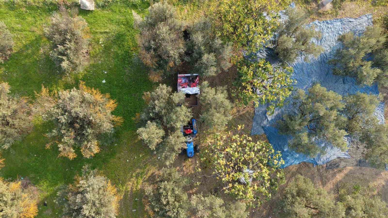 zeytin-hasadi-basladi-marmarabirlikten-70-bin-tonluk-alim-ve-50-milyon-dolarlik-ihracat-hedefi