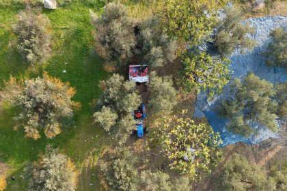 zeytin-hasadi-basladi-marmarabirlikten-70-bin-tonluk-alim-ve-50-milyon-dolarlik-ihracat-hedefi