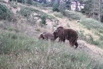 anne-ayi-ve-yavrulari-kamerada