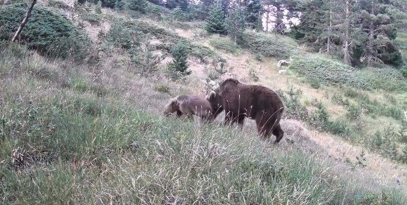 anne-ayi-ve-yavrulari-kamerada