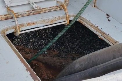 arakli-limaninda-hafta-sonu-hamsi-yogunlugu