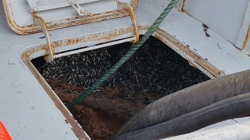 arakli-limaninda-hafta-sonu-hamsi-yogunlugu