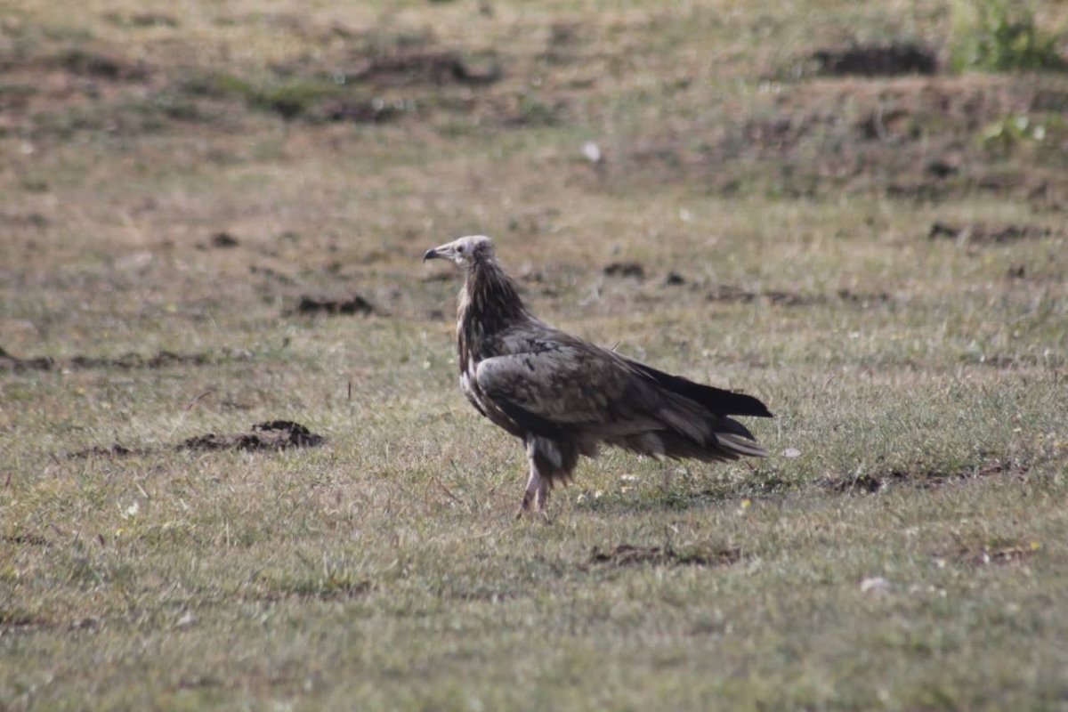 bayburtta-nesli-tehlike-altinda-olan-misir-akbabasi-goruldu