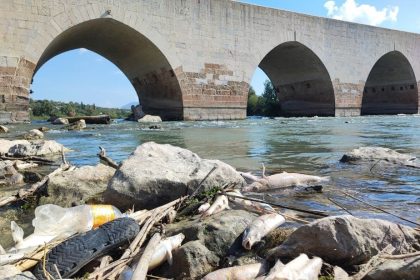 ceyhan-nehrindeki-toplu-balik-olumlerinin-nedeni-agir-metal-cikmadi