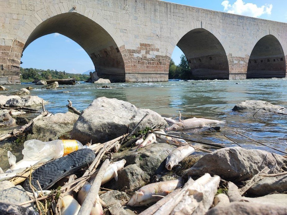 ceyhan-nehrindeki-toplu-balik-olumlerinin-nedeni-agir-metal-cikmadi