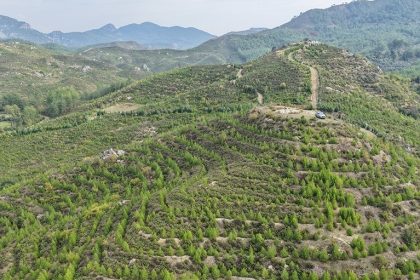 dalamanda-6-yil-once-dikilen-fidanlar-ormana-donustu