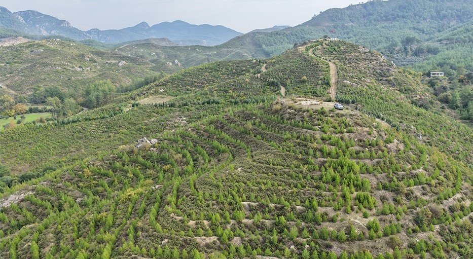 dalamanda-6-yil-once-dikilen-fidanlar-ormana-donustu