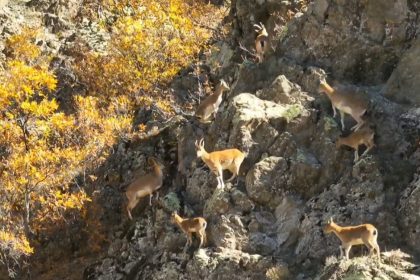 erzincan-daglarinda-yaban-kecileri-goruntulendi