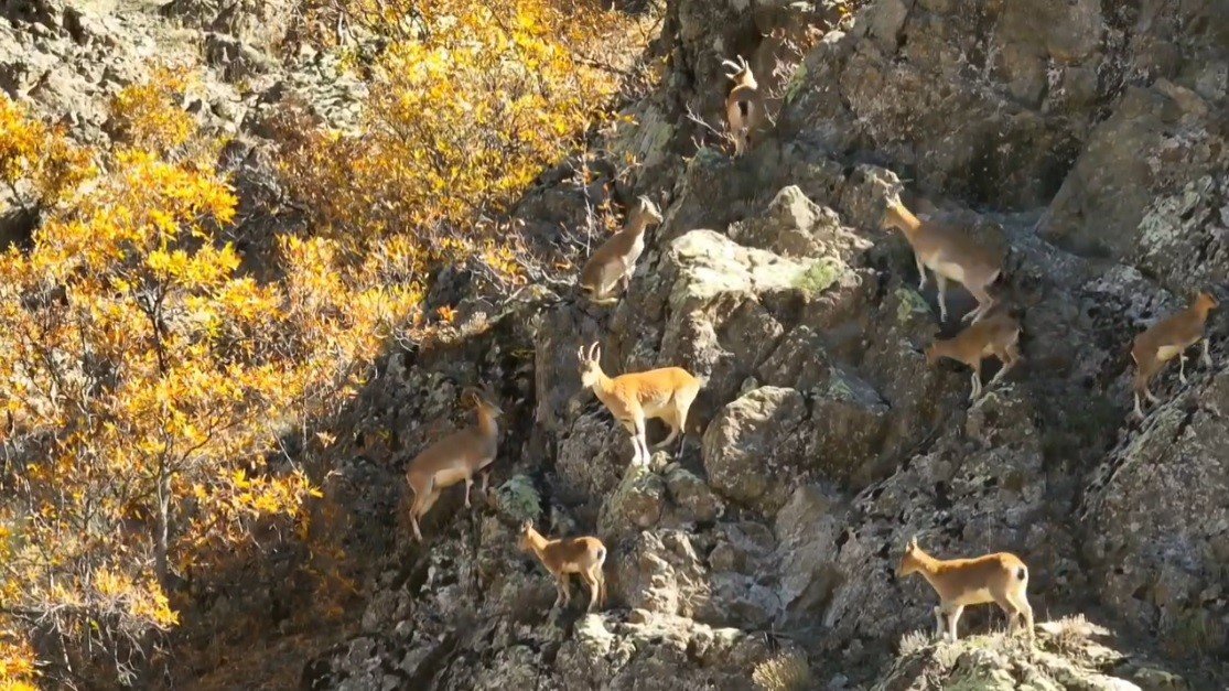 erzincan-daglarinda-yaban-kecileri-goruntulendi