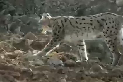 hakkaride-vasak-goruntulendi