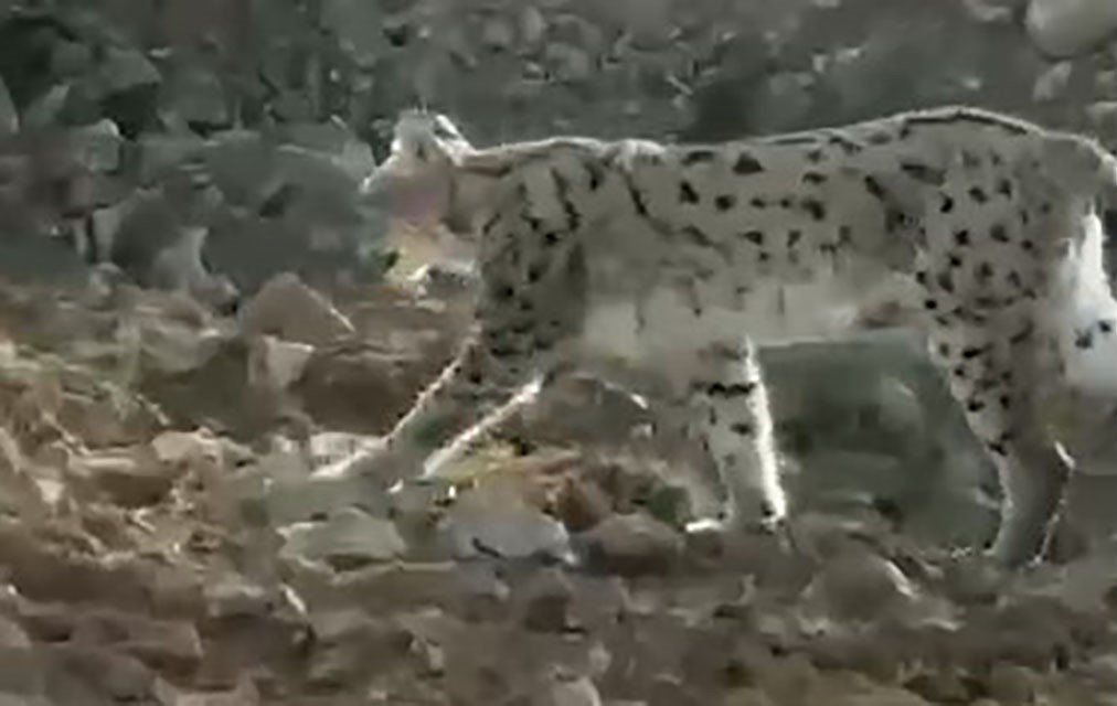 hakkaride-vasak-goruntulendi