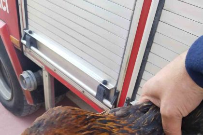 harsit-cayina-dusen-tavugu-itfaiye-kurtardi