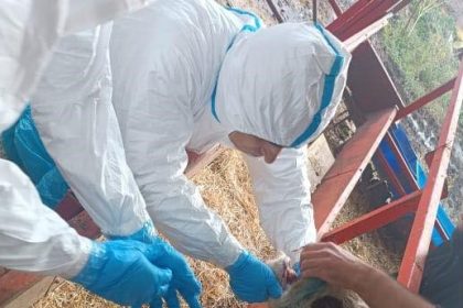 nazillide-sap-hastaligiyla-mucadele-suruyor