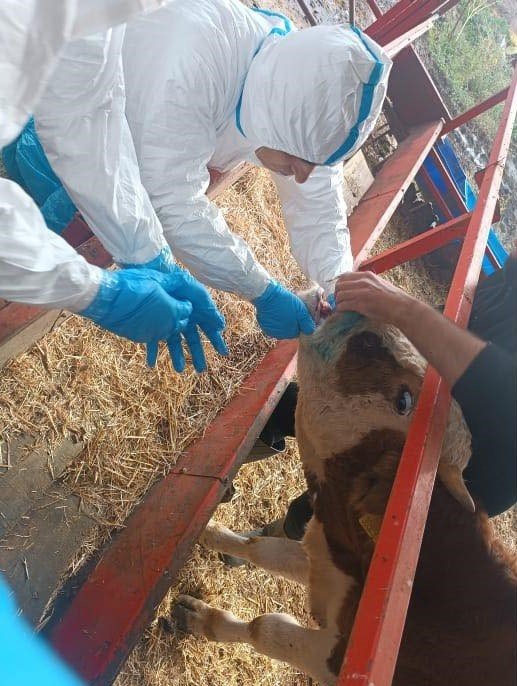 nazillide-sap-hastaligiyla-mucadele-suruyor