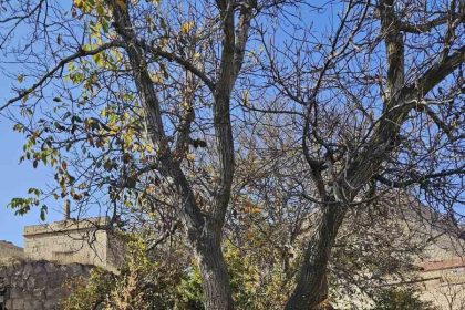 nevsehirde-bahce-temizligi-facia-ile-sonuclandi