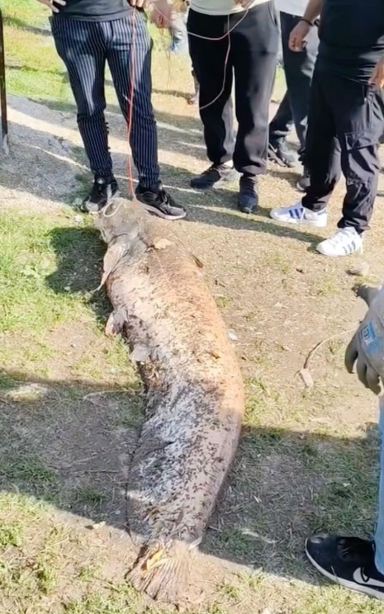 oltaya-takilan-50-kiloluk-dev-balik-sasirtti