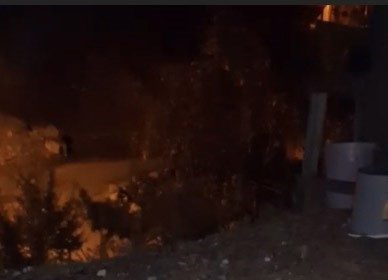 osmaniyede-merakli-tilki-osmaniye-kombesini-geri-cevirmedi