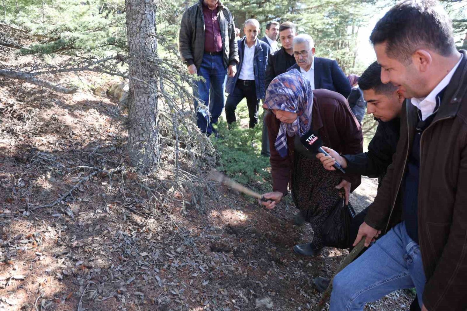 sedir-mantarinin-gelecegi-icin-uyari-her-mantar-toplanmaz