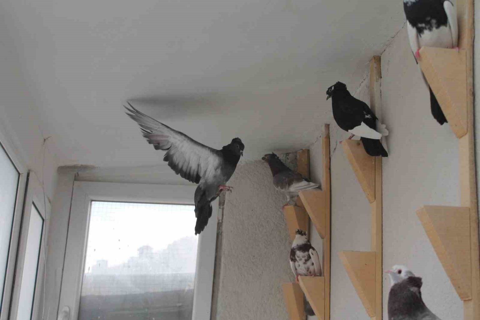 turk-fisildayicisi-bayburt-guvercini-sesiyle-buyuluyor