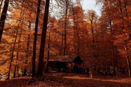 yedigoller-milli-parki-ziyaretci-akinina-ugradi