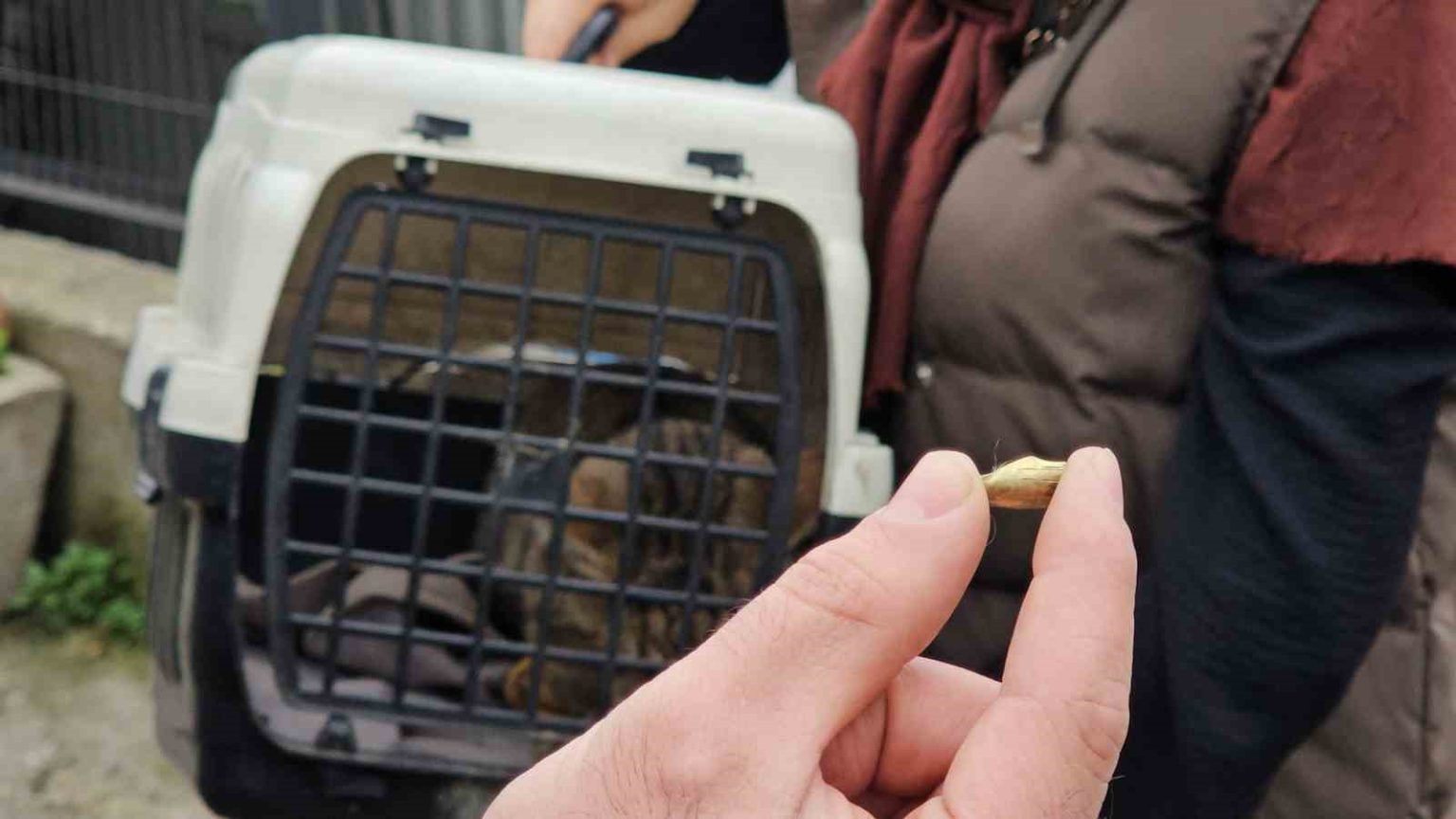 zonguldakta-oldu-sanilan-kedi-bacaginda-mermiyle-geri-dondu