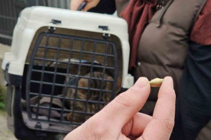 zonguldakta-oldu-sanilan-kedi-bacaginda-mermiyle-geri-dondu