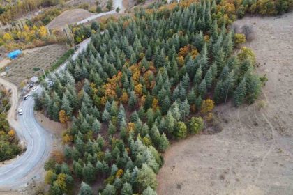 adanada-37-yil-once-koylulerin-diktigi-fidanlar-ormana-donustu