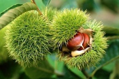 bakanlik-yuzde-75-destek-veriyor