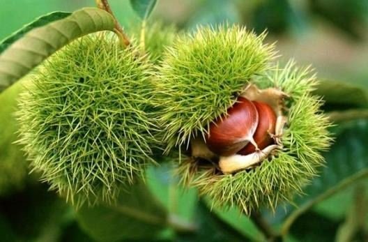 bakanlik-yuzde-75-destek-veriyor