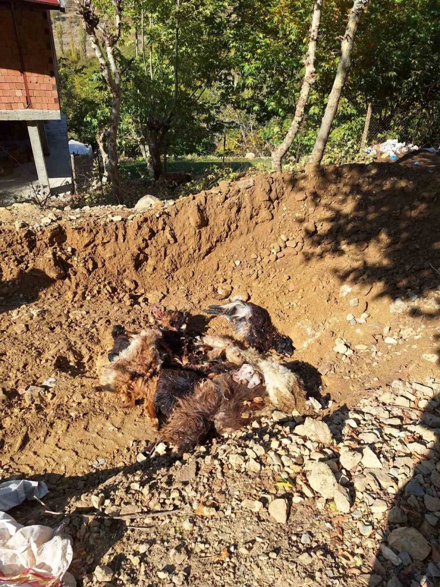 batmanda-kurtlar-agila-girerek-10-adet-kucukbas-telef-etti