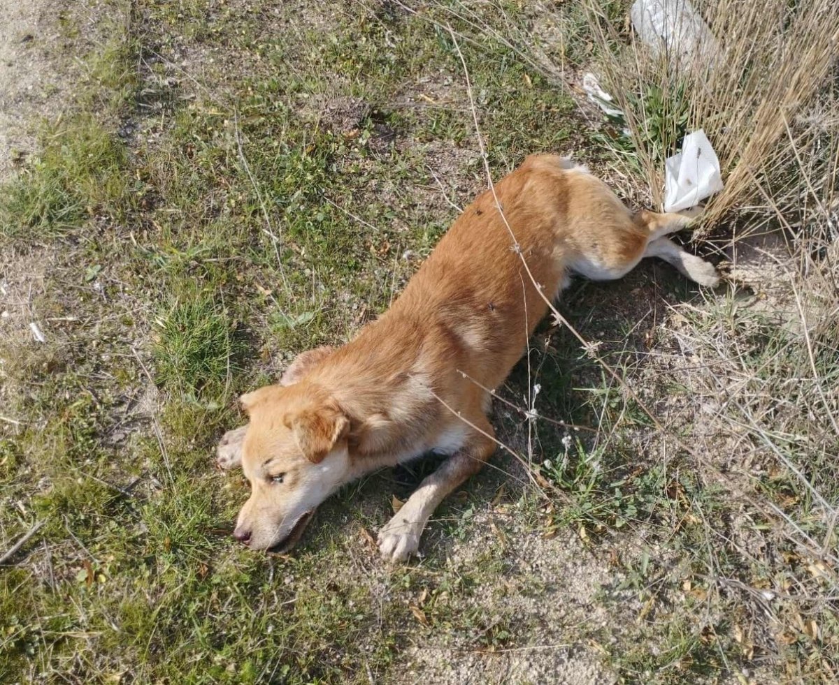 buldanda-yol-kenarinda-olu-kopekler-bulundu