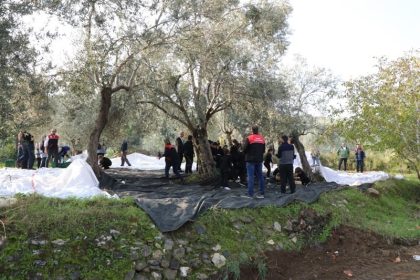 gelecegin-ciftcileri-zeytin-hasadinda