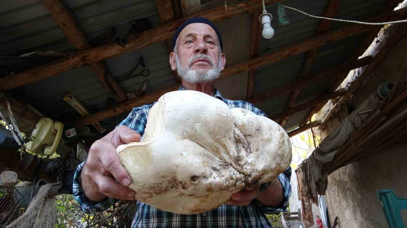 kutahyada-3-kilo-dev-mantar-bulundu