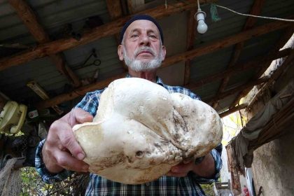 kutahyada-3-kilo-dev-mantar-bulundu