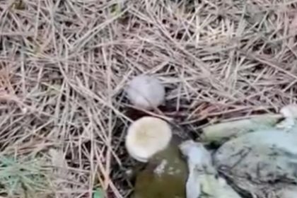 ormanlik-alanda-cop-yiginlari