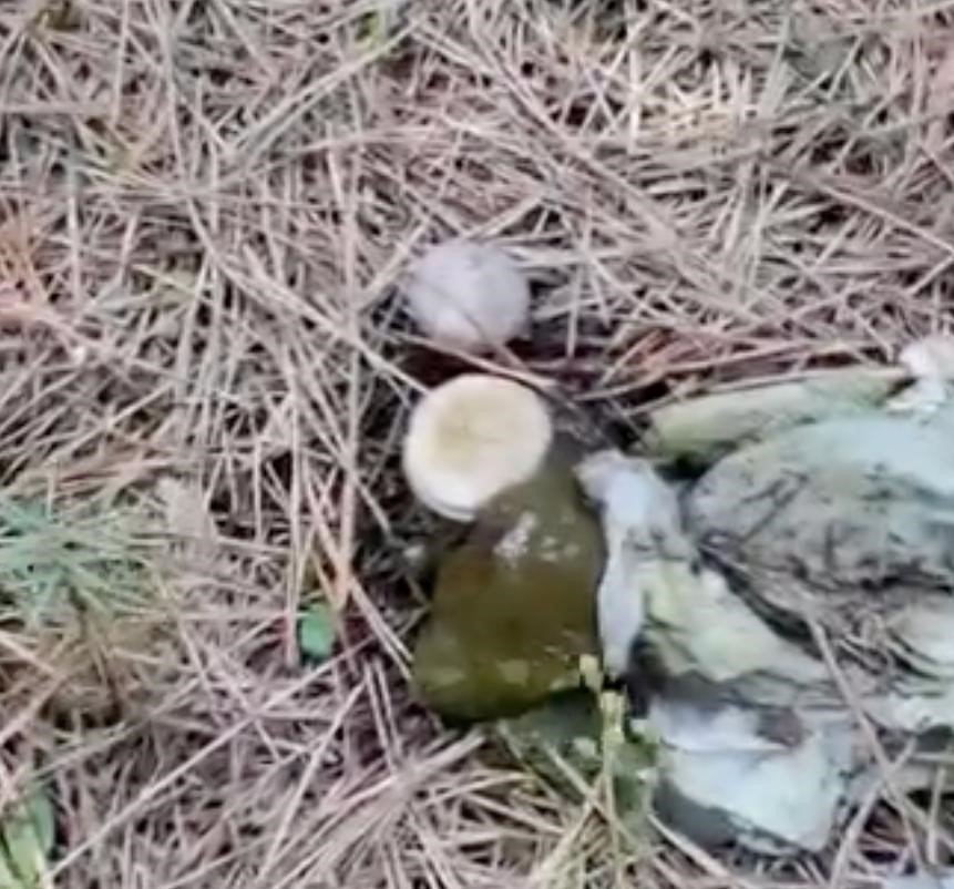 ormanlik-alanda-cop-yiginlari