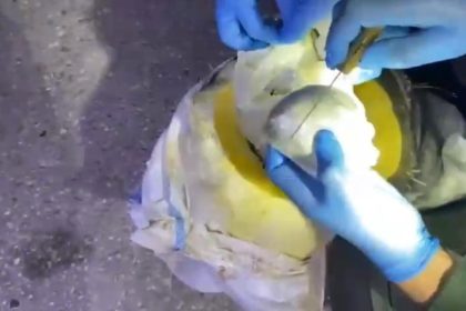 osmaniyede-bal-kabagindan-uyusturucu-cikti