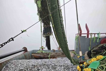 samsunda-1-milyon-843-bin-550-kilo-hamsi-denetlendi