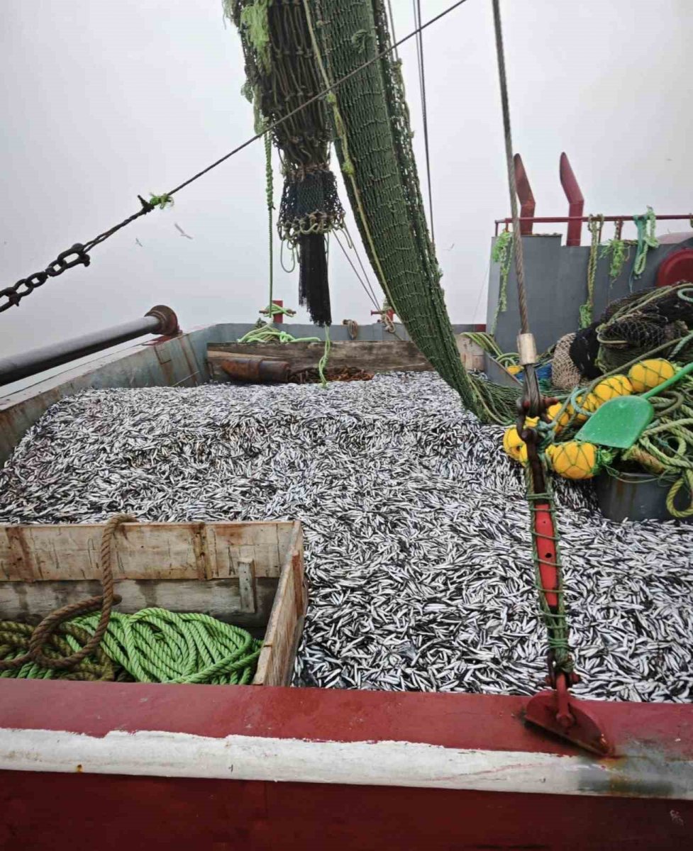 samsunda-1-milyon-843-bin-550-kilo-hamsi-denetlendi