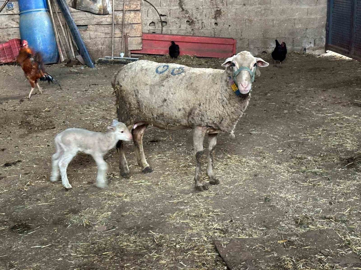 sapa-karsi-hayvanlara-kuflu-domates-yedirmeyin-idrar-icirmeyin-uyarisi