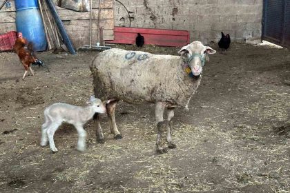 sapa-karsi-hayvanlara-kuflu-domates-yedirmeyin-idrar-icirmeyin-uyarisi