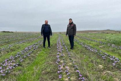 tekirdagda-safran-uretimi-yayginlasiyor